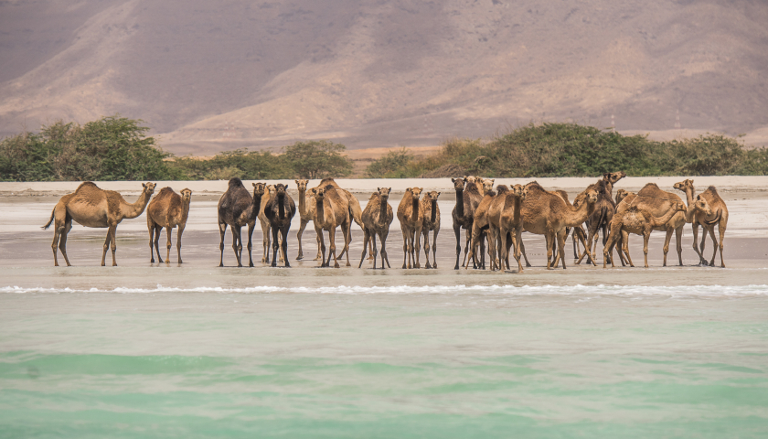 Camellos en la playa de Salalah, Dhofar, Oman. Foto cortesía © Ministry of Heritage & Tourism Sultanate of Oman